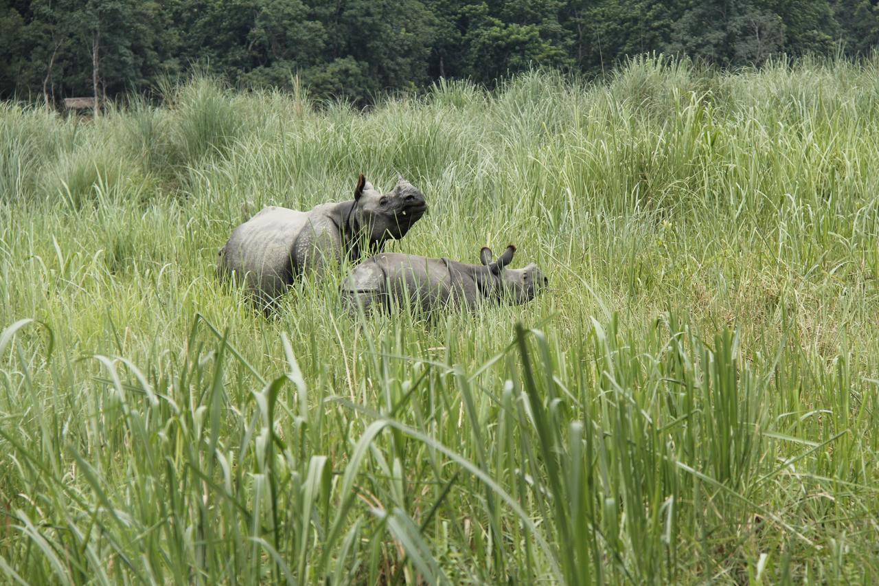 Rhino Land Jungle Lodge ソーラハ エクステリア 写真
