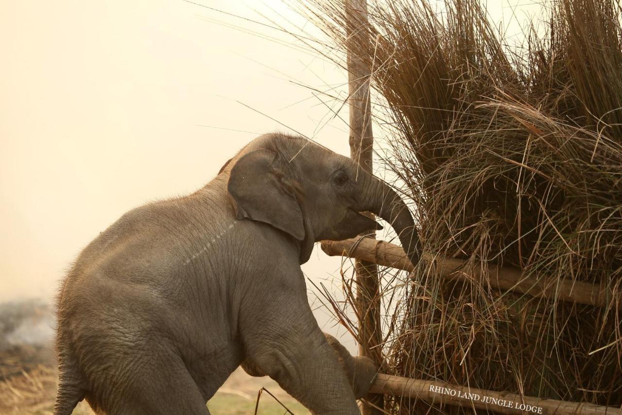Rhino Land Jungle Lodge ソーラハ エクステリア 写真