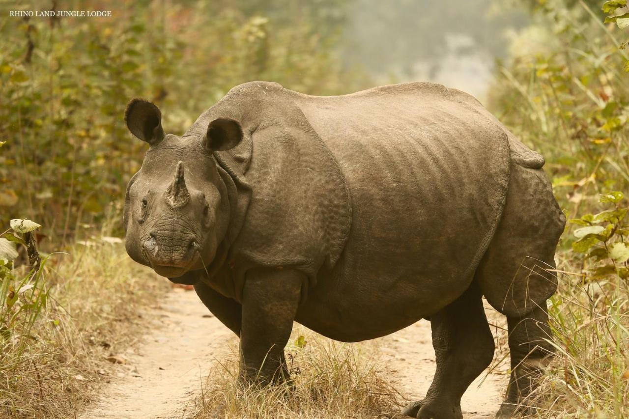 Rhino Land Jungle Lodge ソーラハ エクステリア 写真